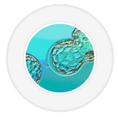 Blastocyst Transfer